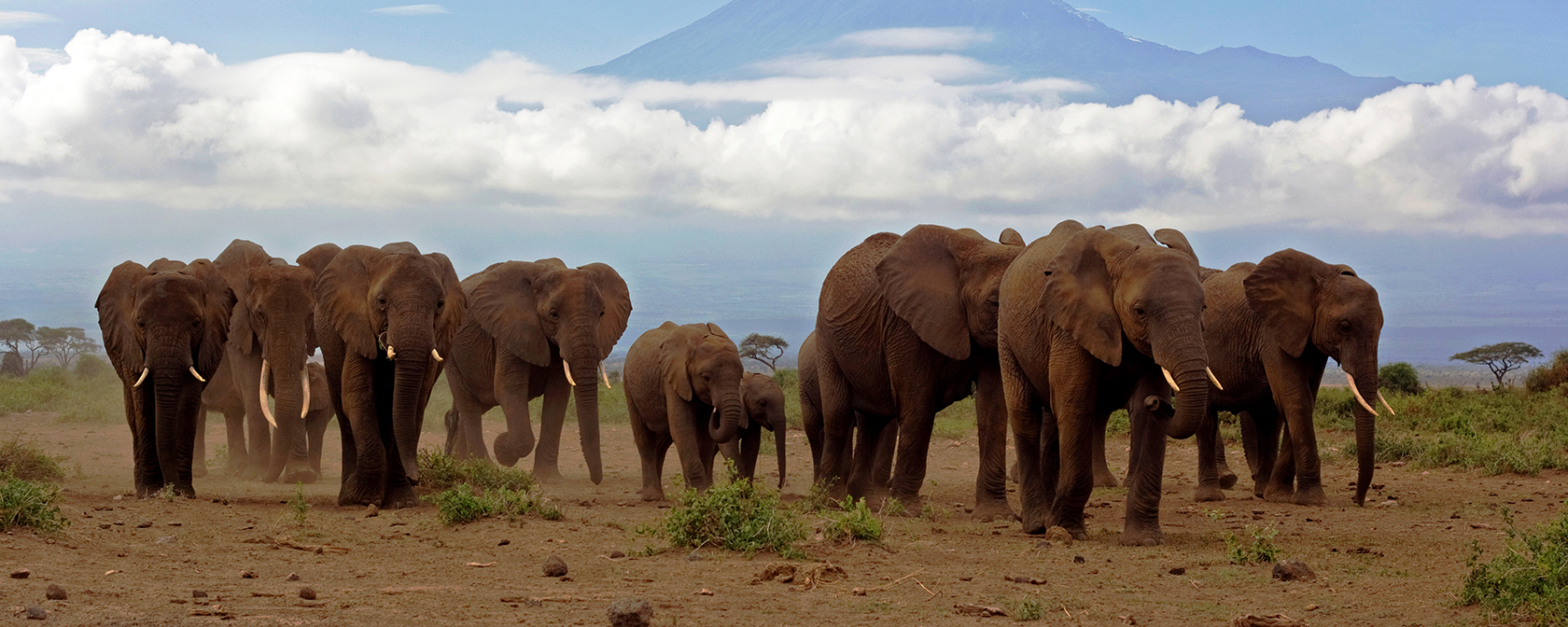 Close up of an approaching herd of elephants with (almost snowless) Kilimanjaro backdrop