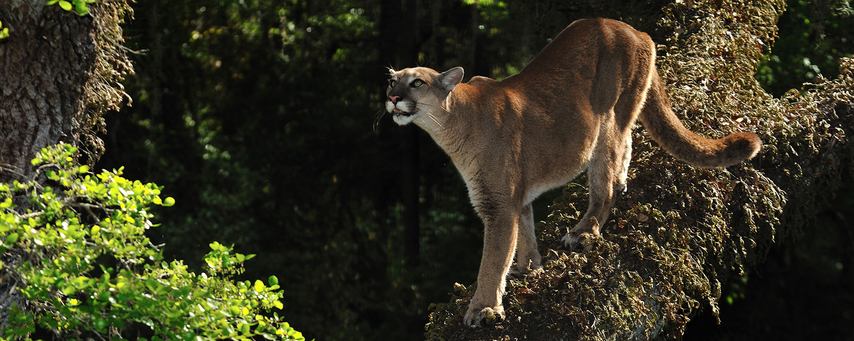 Florida panther in a tree