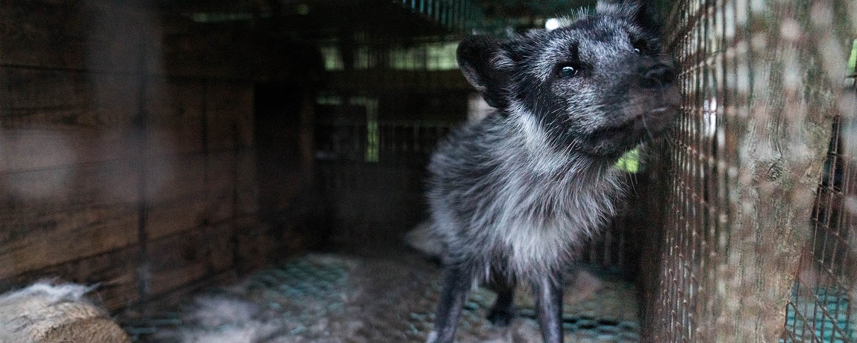 black and silver fox in cage at fur farm