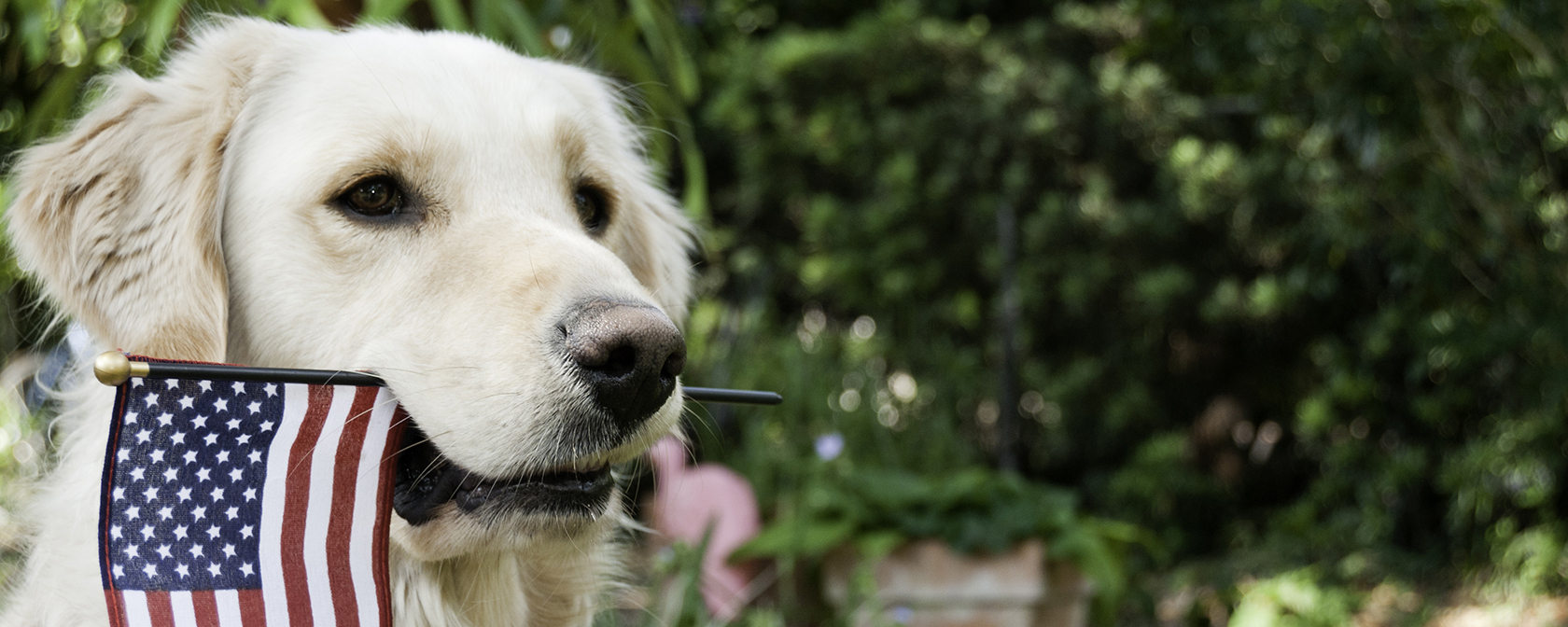 golden retriever holding an American flag