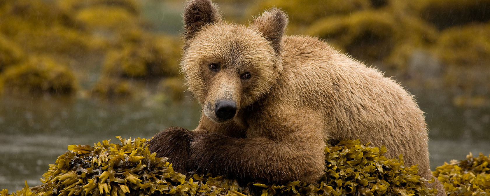 young grizzly bear sitting on a mossy rock