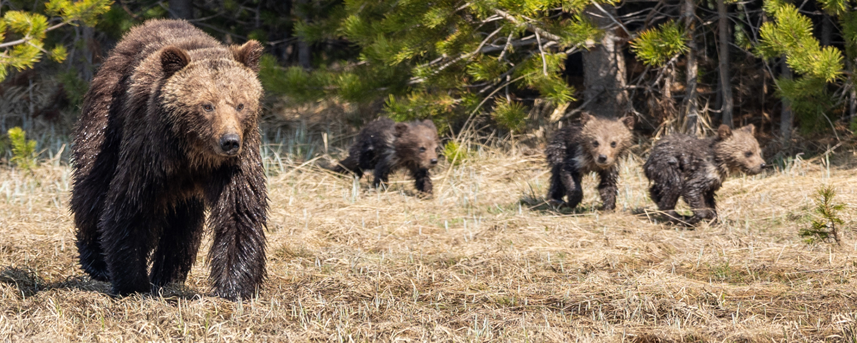 adult grizzly bear with three cubs