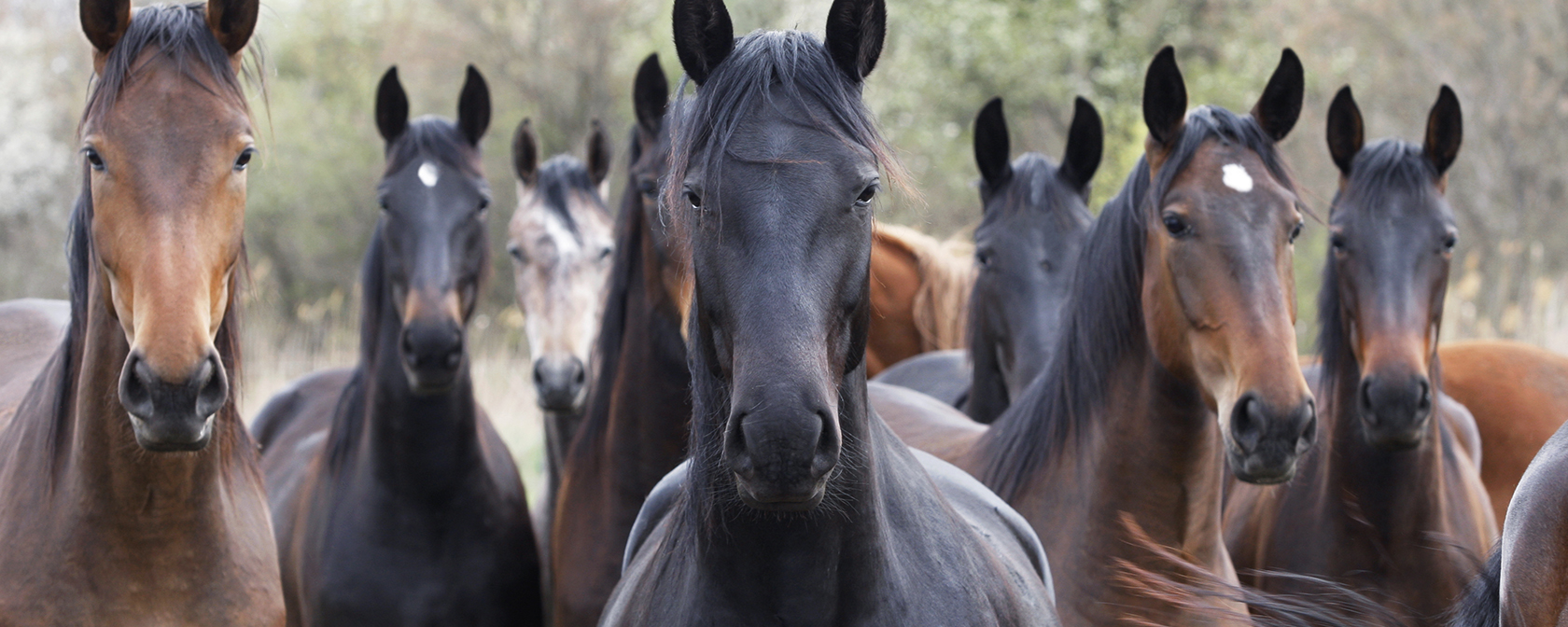 A large group of young horses looking at camera