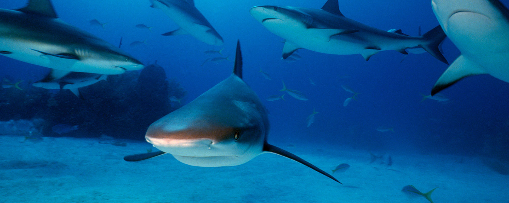 group of reef sharks in the Bahamas