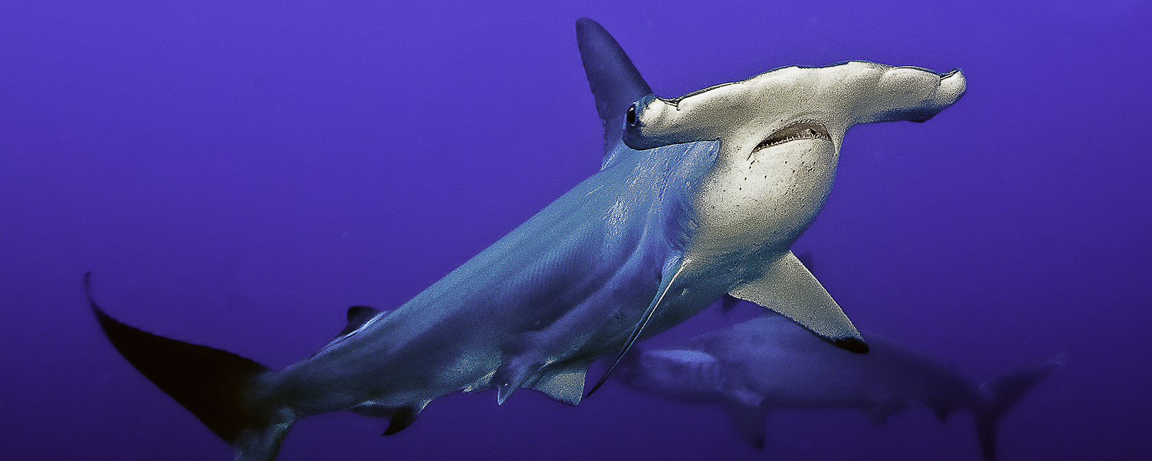 Hammerhead shark swimming in open water