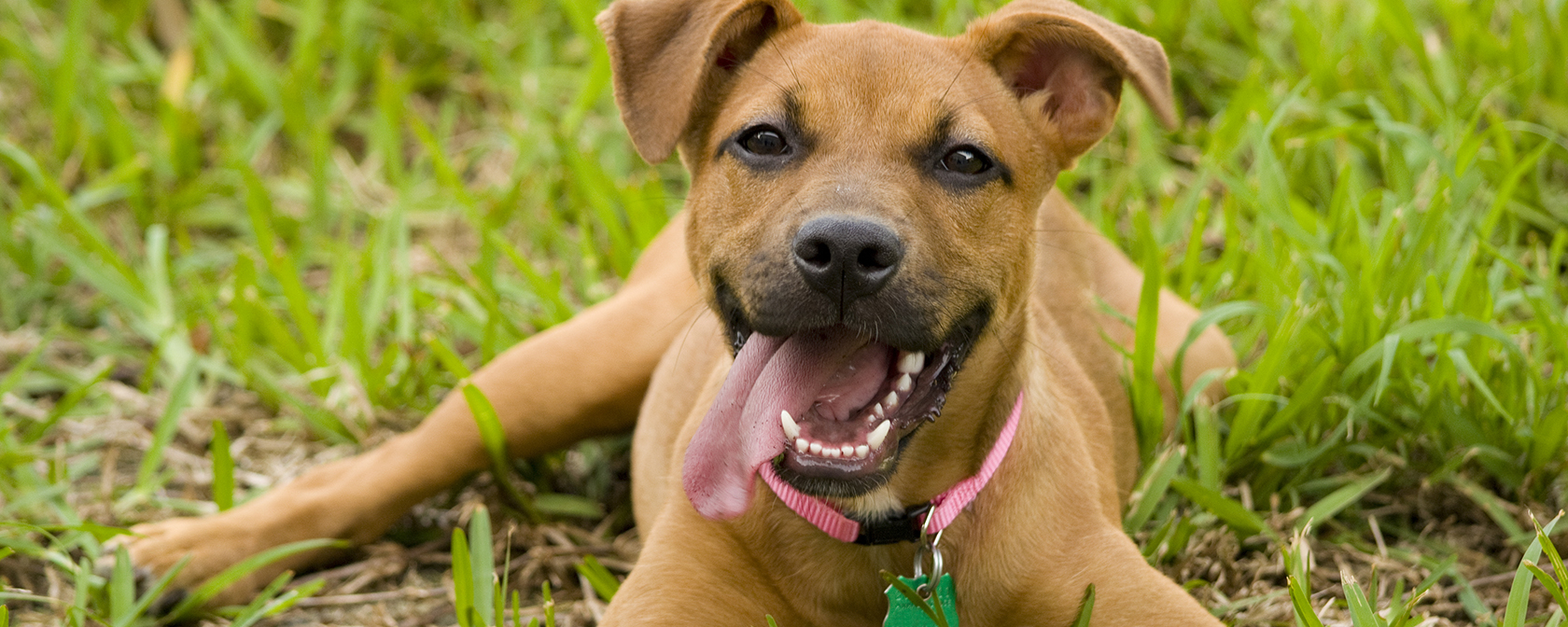 happy brown dog in the grass