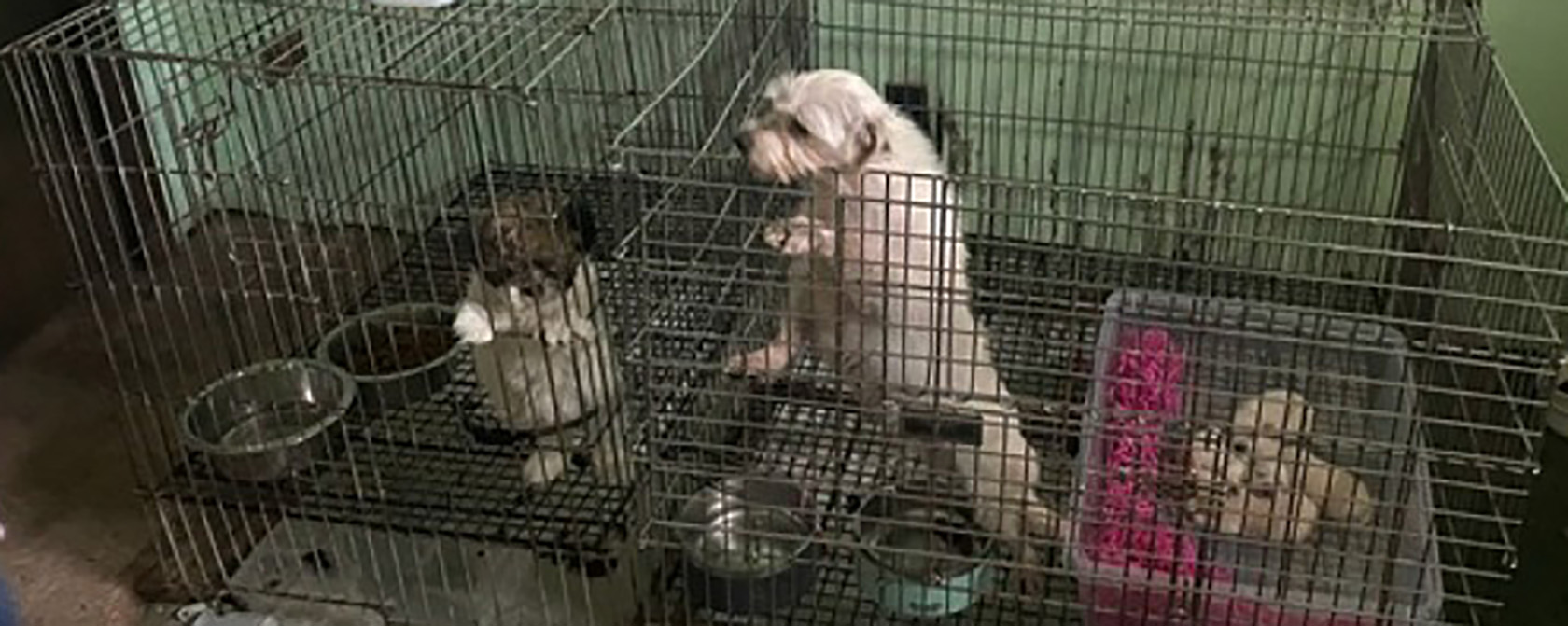 two dogs in filthy cages in a basement