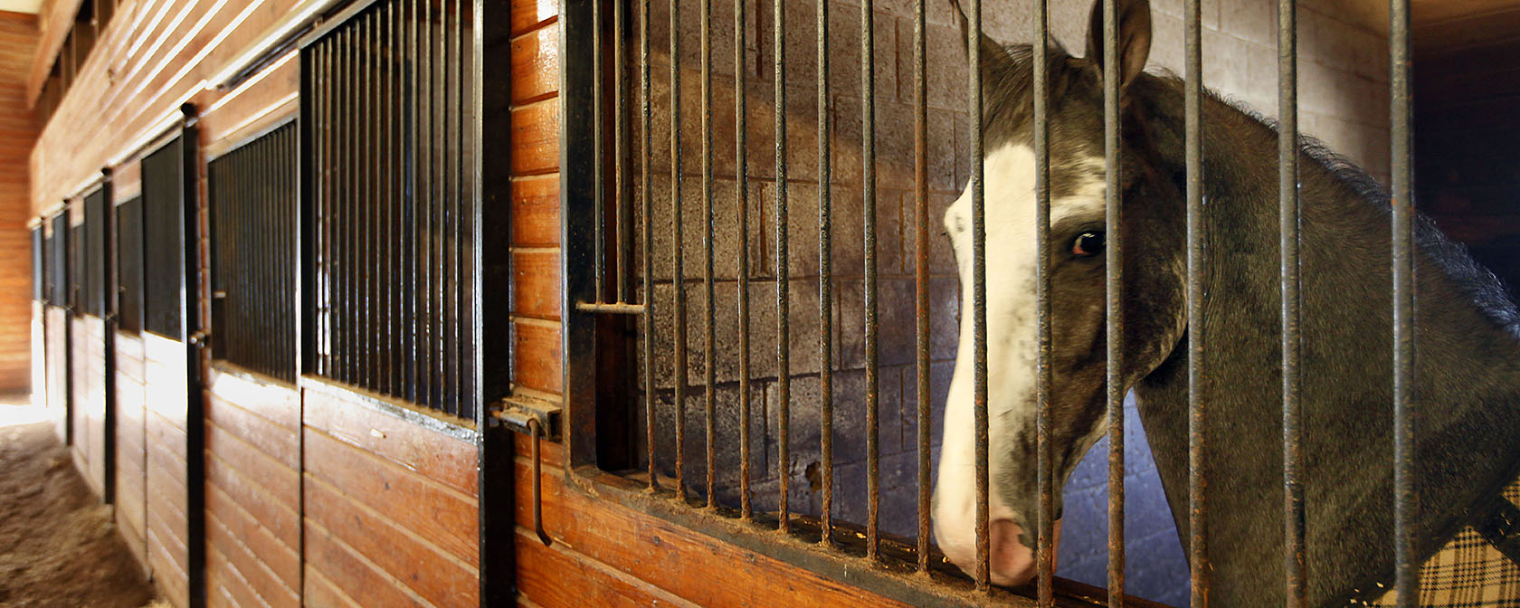 horse in a stable looking at the camera