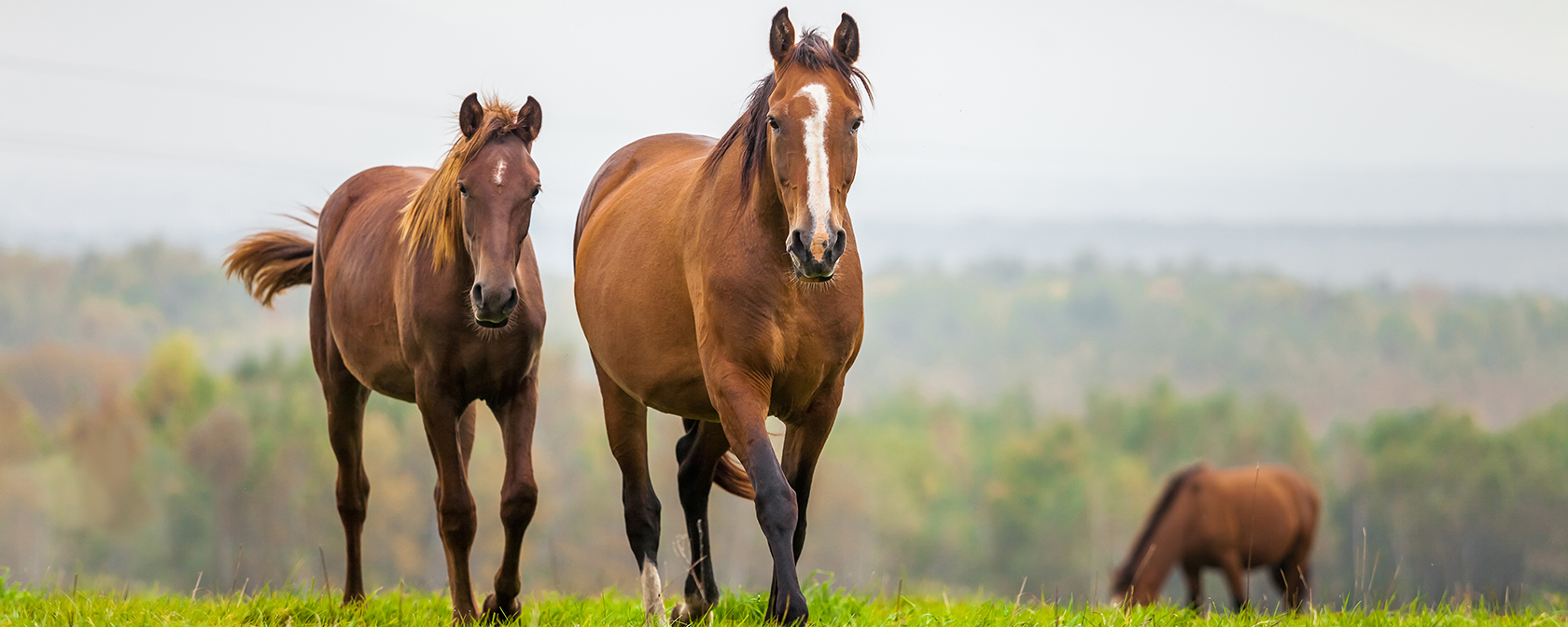 mare and her foal walking in a meadow