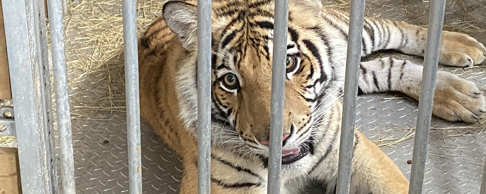 India the tiger cub in a cage being transported to Black Beauty Ranch after being rescued