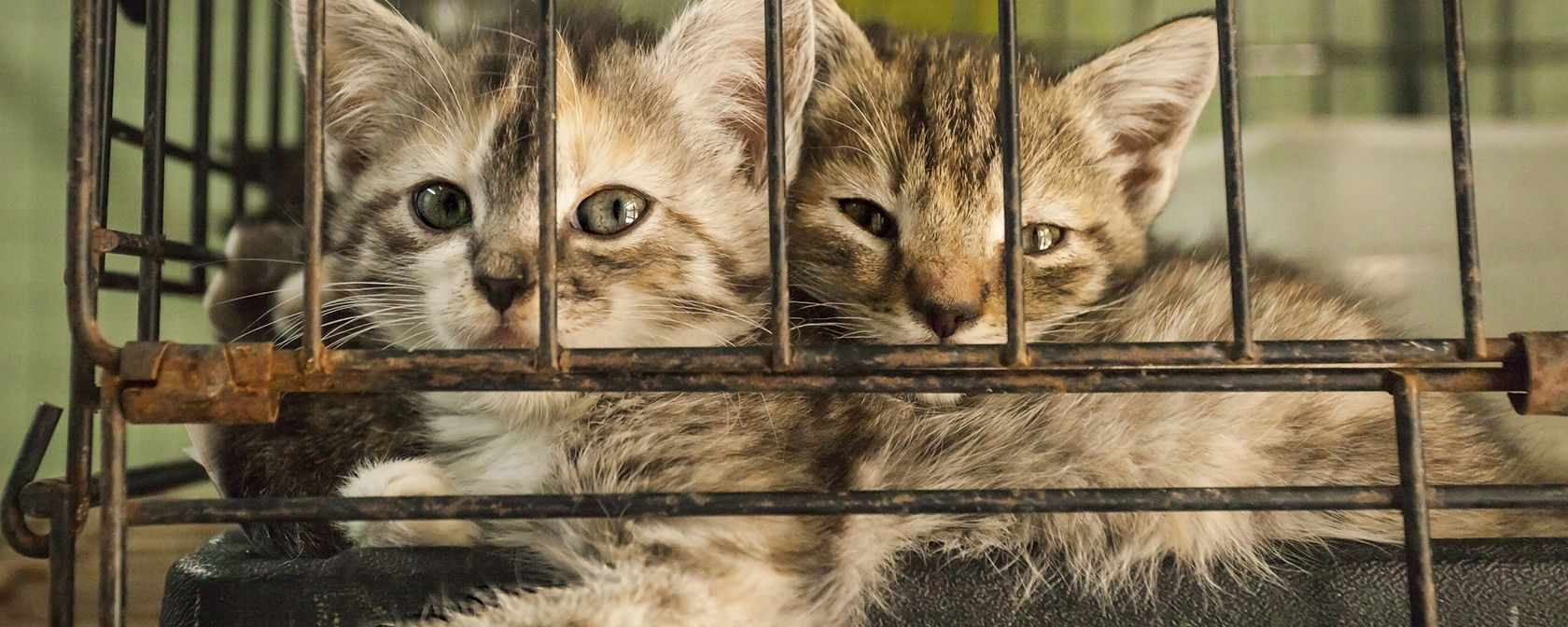 Two sad kittens in a cage