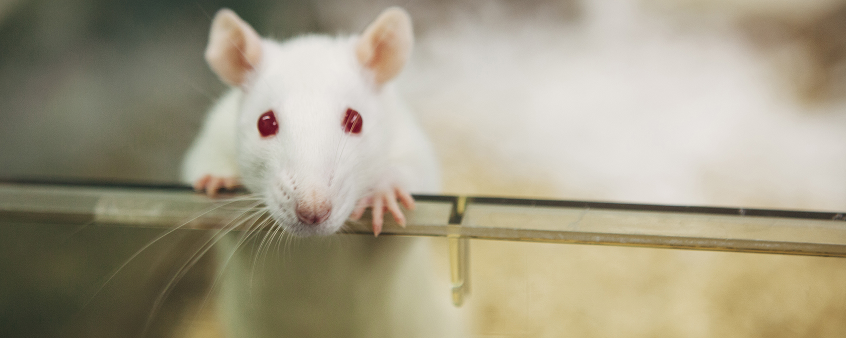 white lab rat standing up looking at the camera