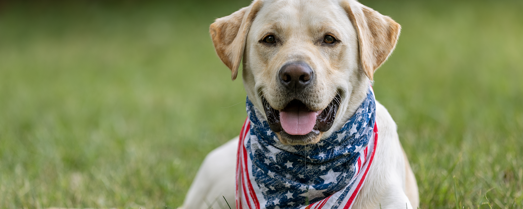 Yellow lab sitting in the grass wearing a flag handkerchief  