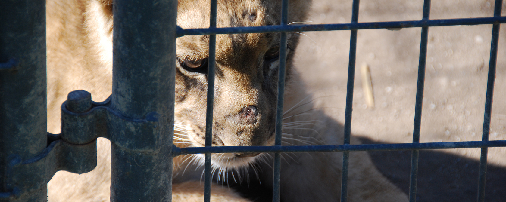 lion cub in a cage