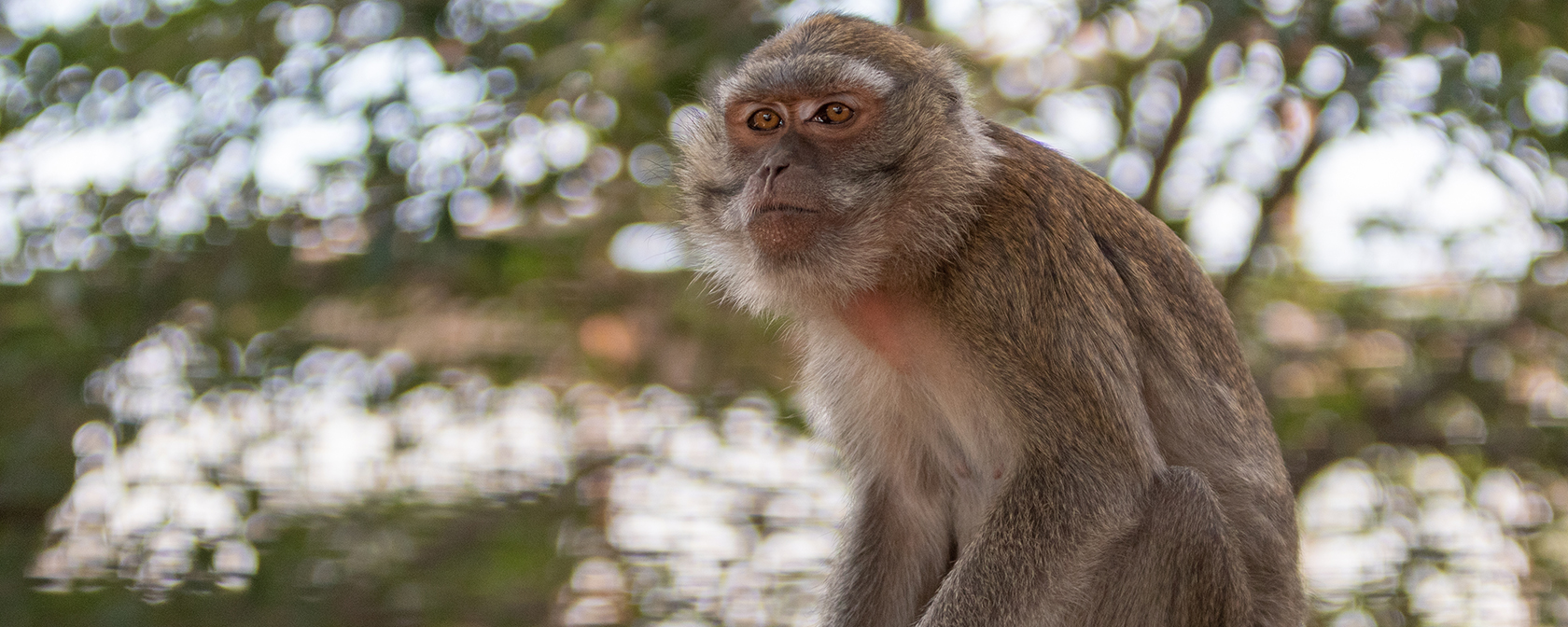 macaque monkey sitting 