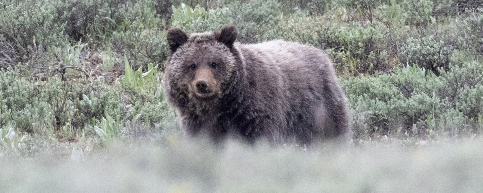 Miracle the grizzly bear in Grand Teton National Park