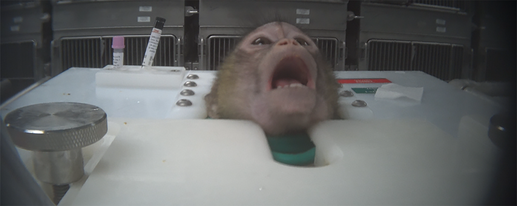 monkeys used in experiments are restrained