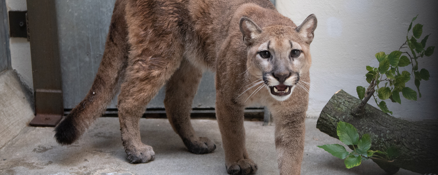 Young cougar rescued from a New York City home