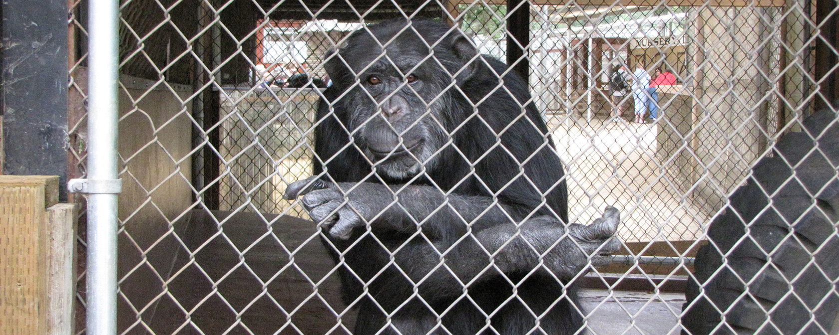 chimp in a fenced in enclosure