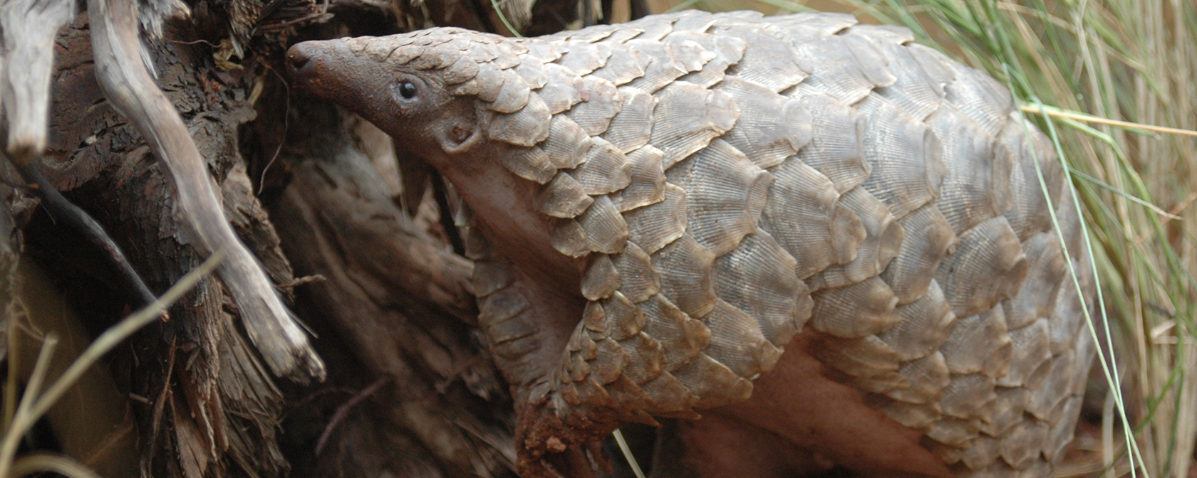 a pangolin in the wild in Zimbabwe