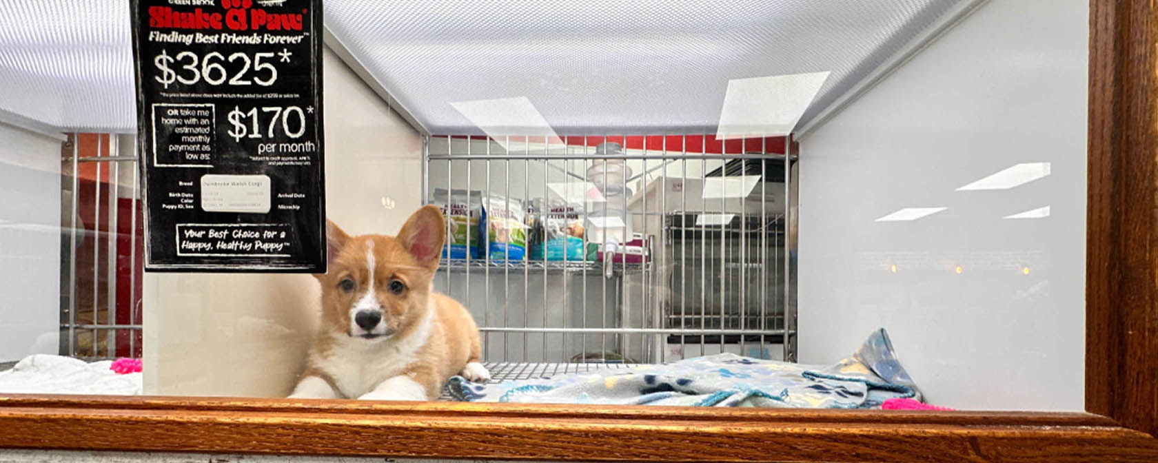 corgi puppy in a cage in a pet store