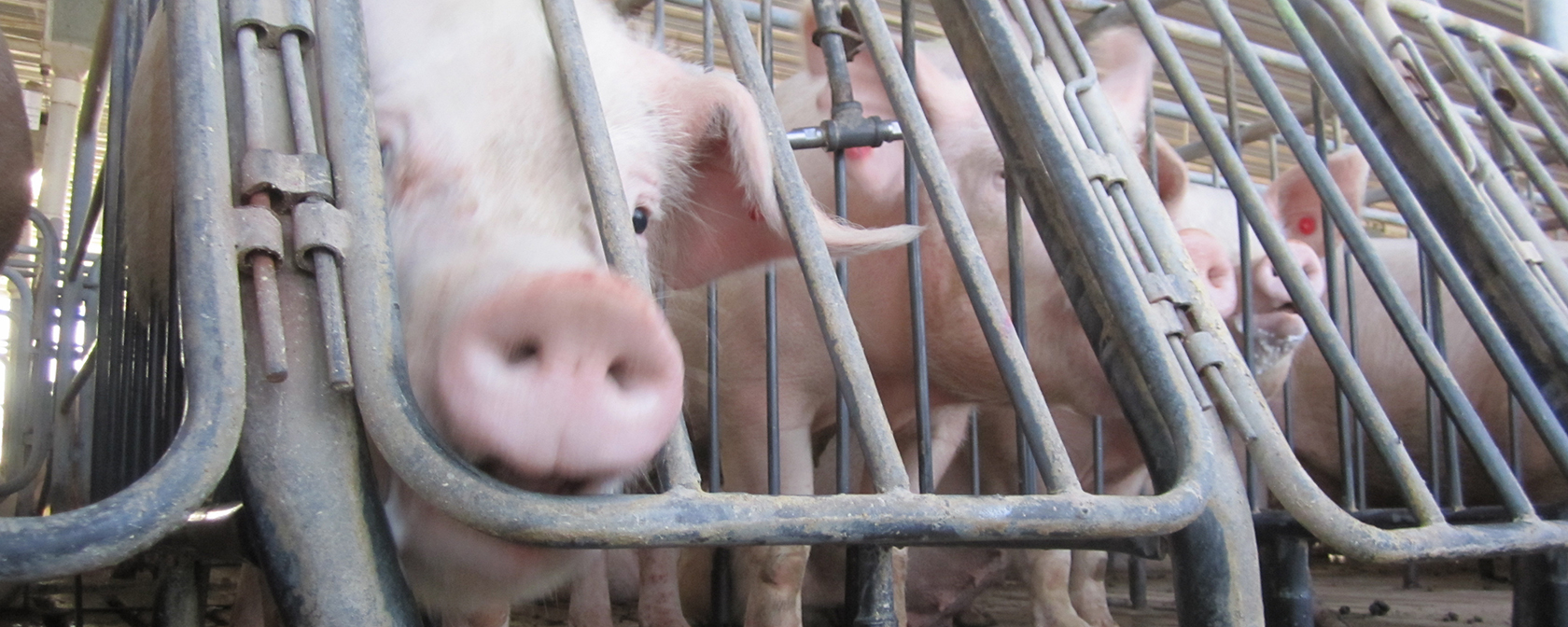 pig in a cramped and confined gestation crate 