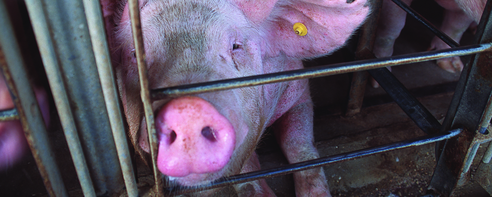 pigs in a gestation crate looking up at the camera