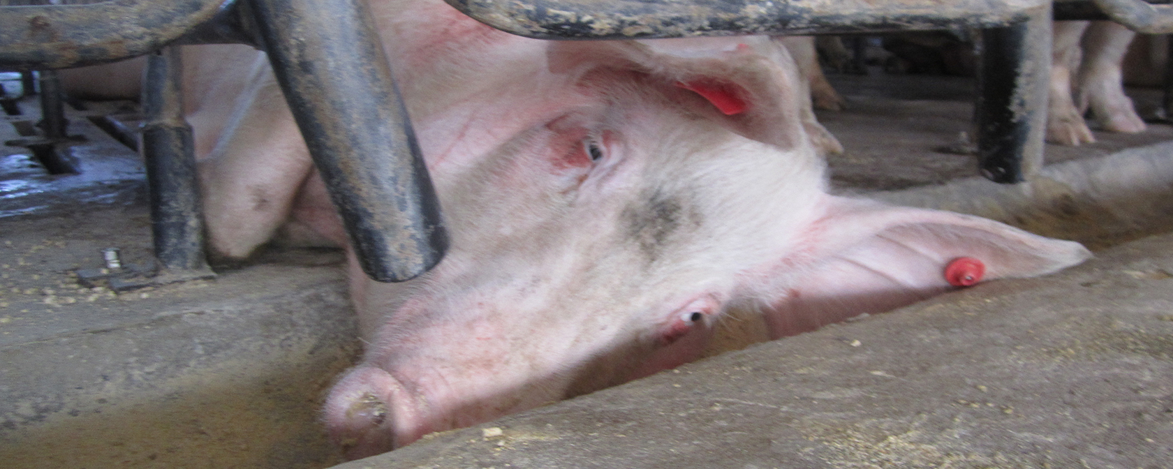 pig in a gestation crate lying on the floor