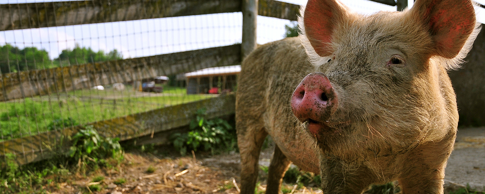 happy pig in a pasture