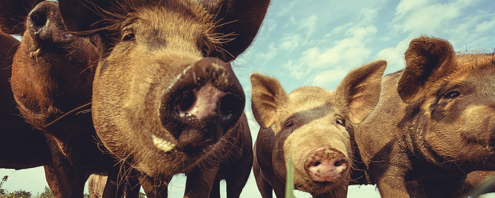 group of pigs looking into the camera