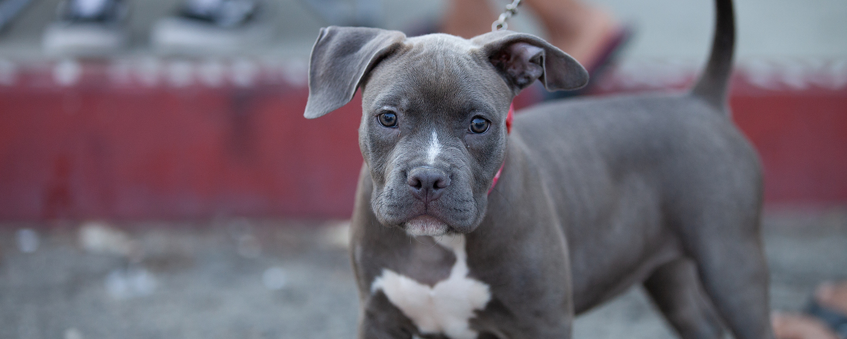 gray pit bull puppy