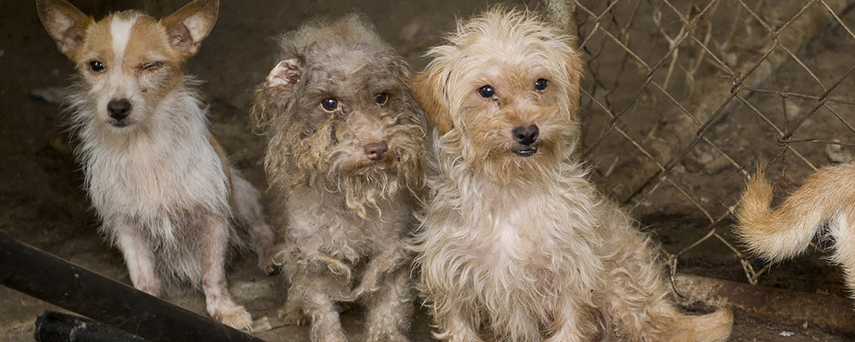 three dogs in a dirty cage in a puppy mill