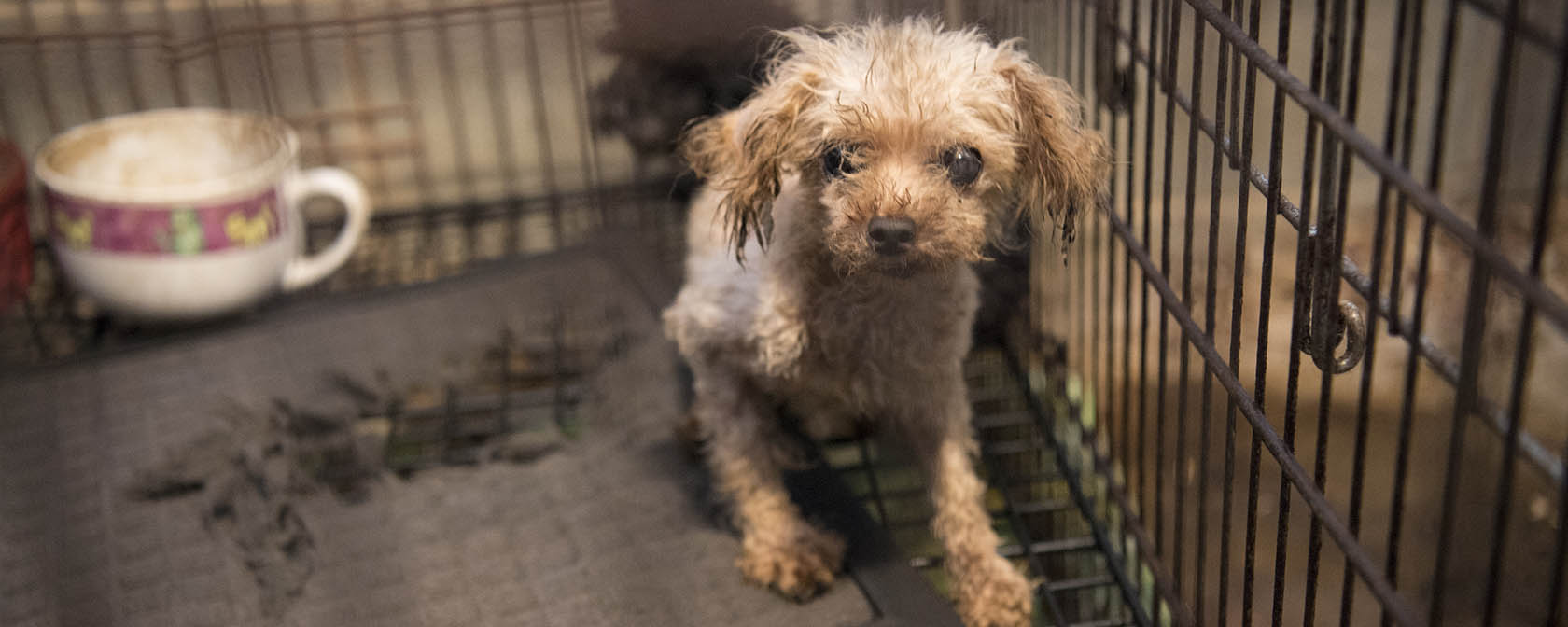 a small dirty poodle sits in a filthy cage