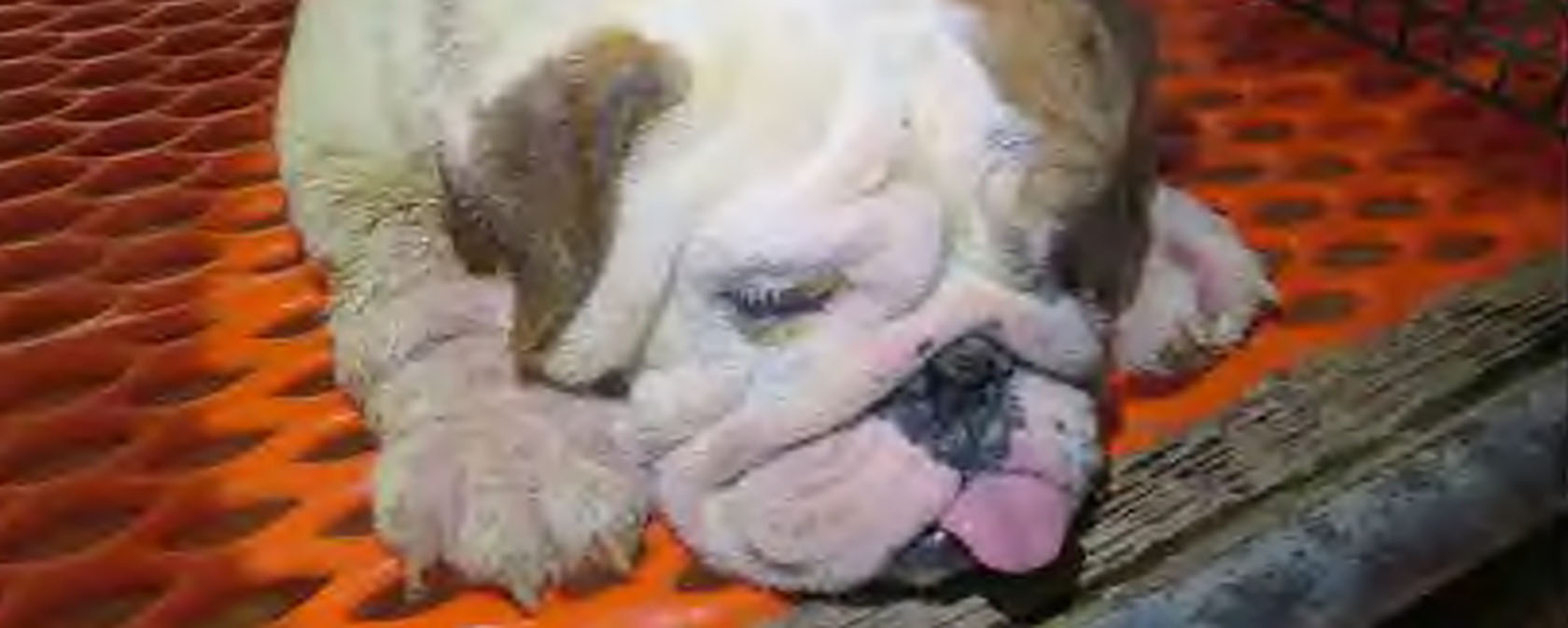 close up of sick bulldog puppy in a puppy mill