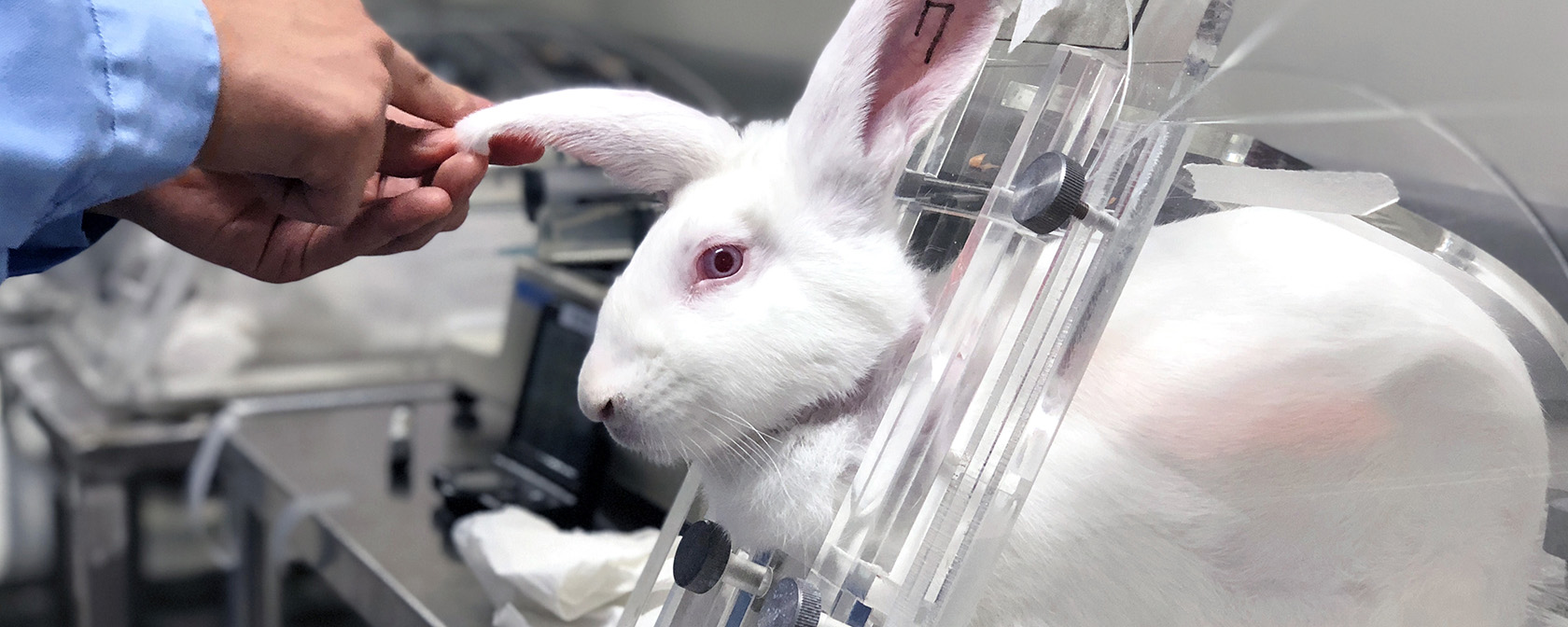 rabbits in cages being used for cosmetics testing