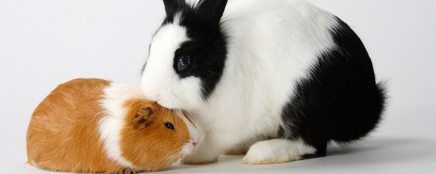 black and white rabbit with a brown and white guinea pig