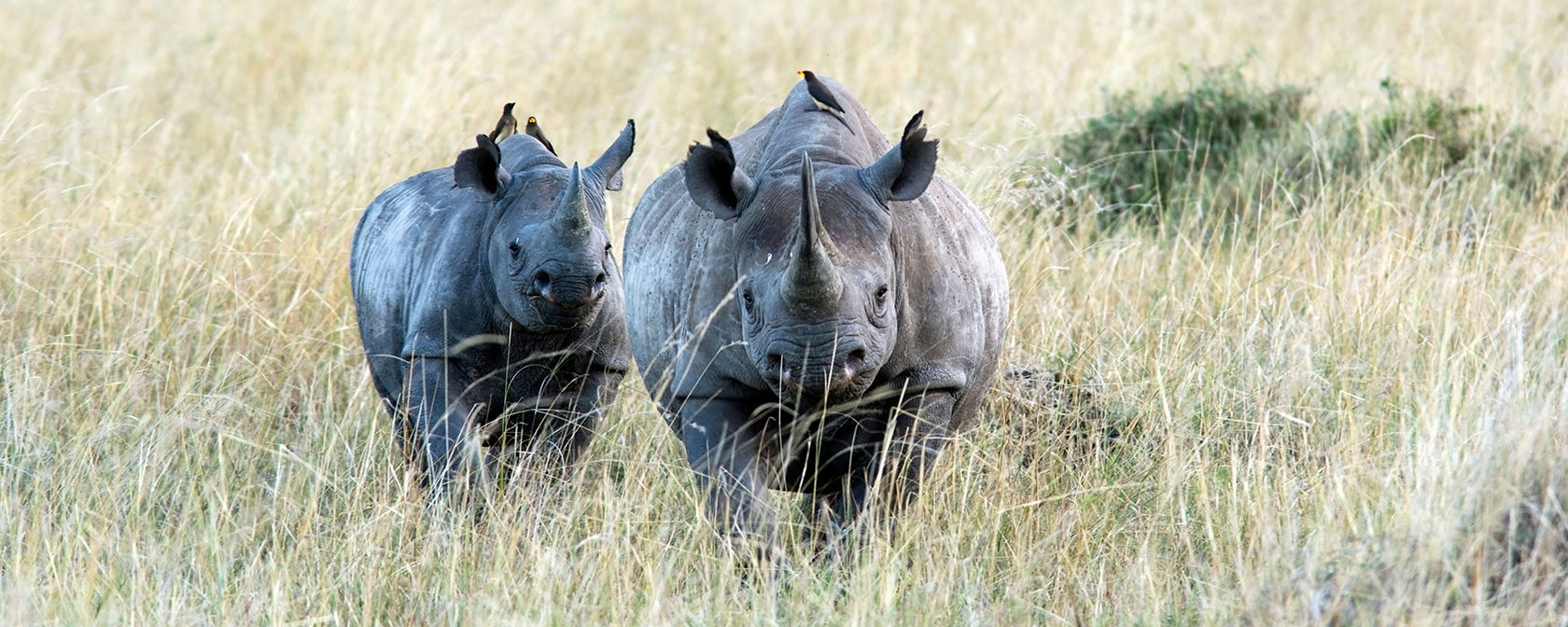 two rhinos in the grass