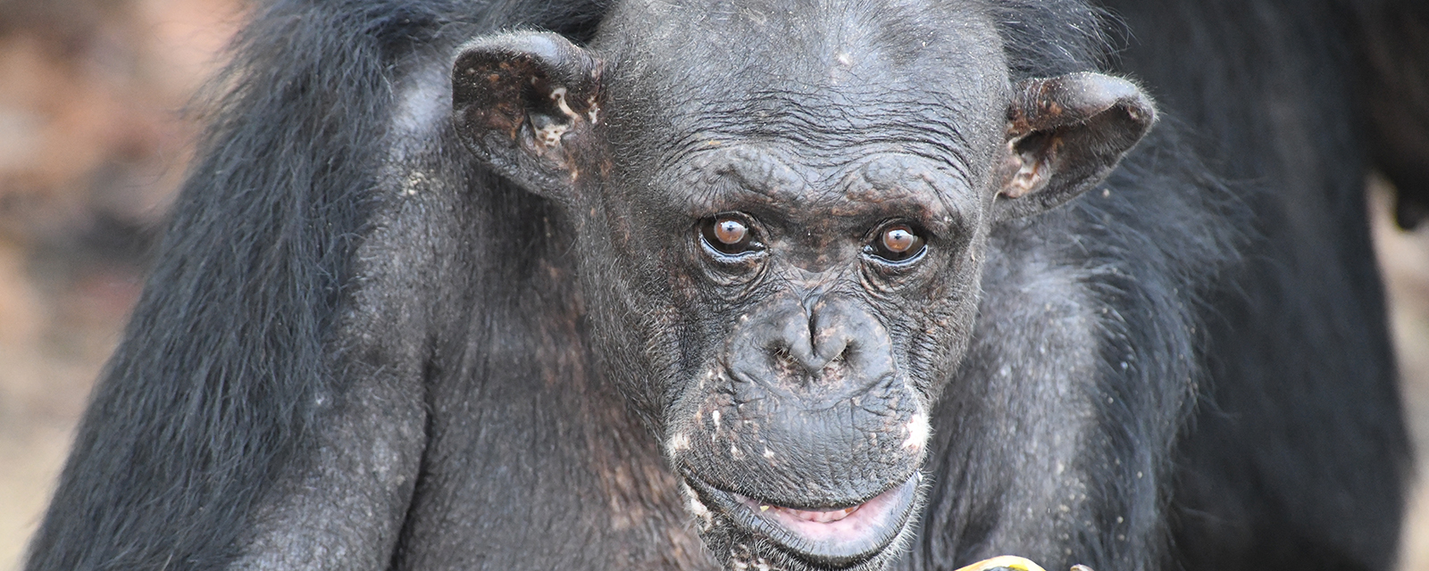 Samantha the chimp is looking into the camera while eating a banana