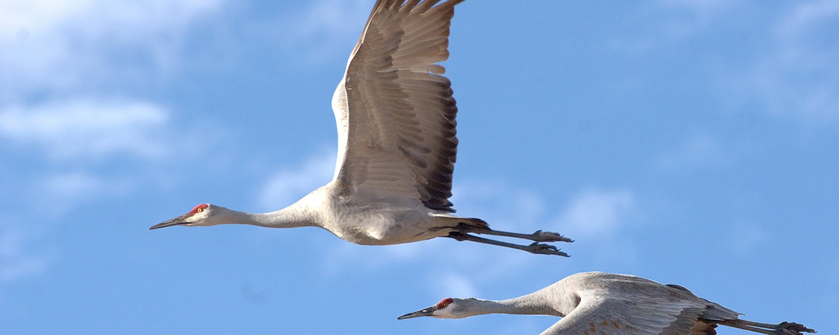 sandhill cranes flying