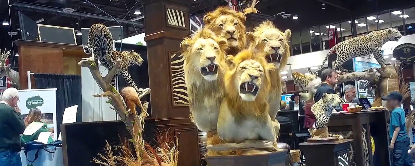 A four-lion taxidermy at the Safari Club International's 2020 annual convention in Reno, Nevada.