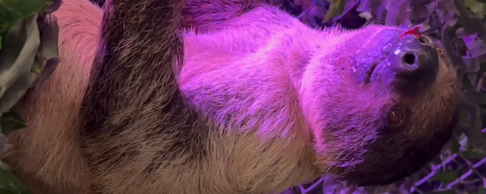 close up of a sloth's face under purple lights