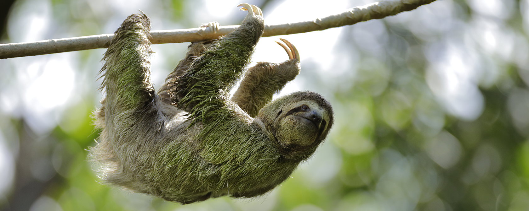 Three-toed Sloth moving on cecropia tree