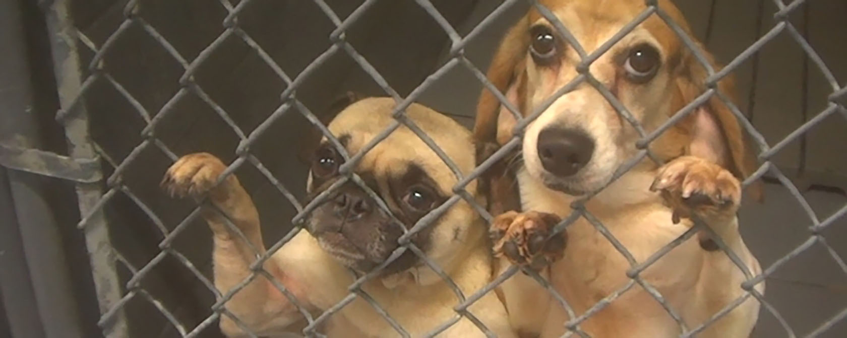 a pug and beagle in a cage looking at the camera
