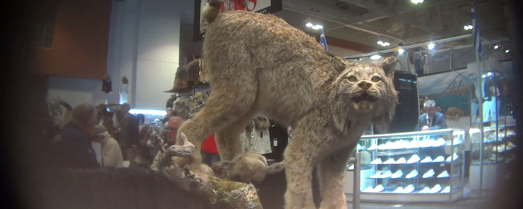 Taxidermy of a lynx at the SCI convention 