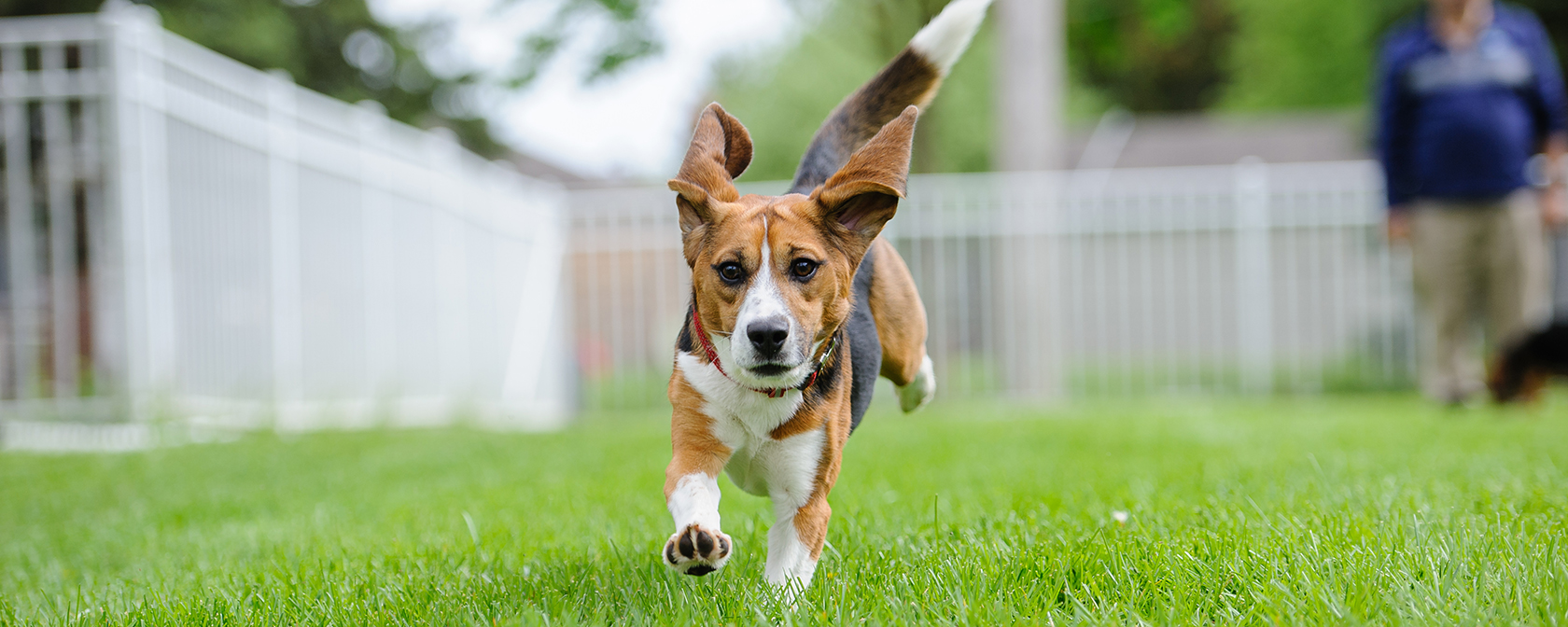 Teddy the beagle frolicking in his new yard after being rescued from a research facility.