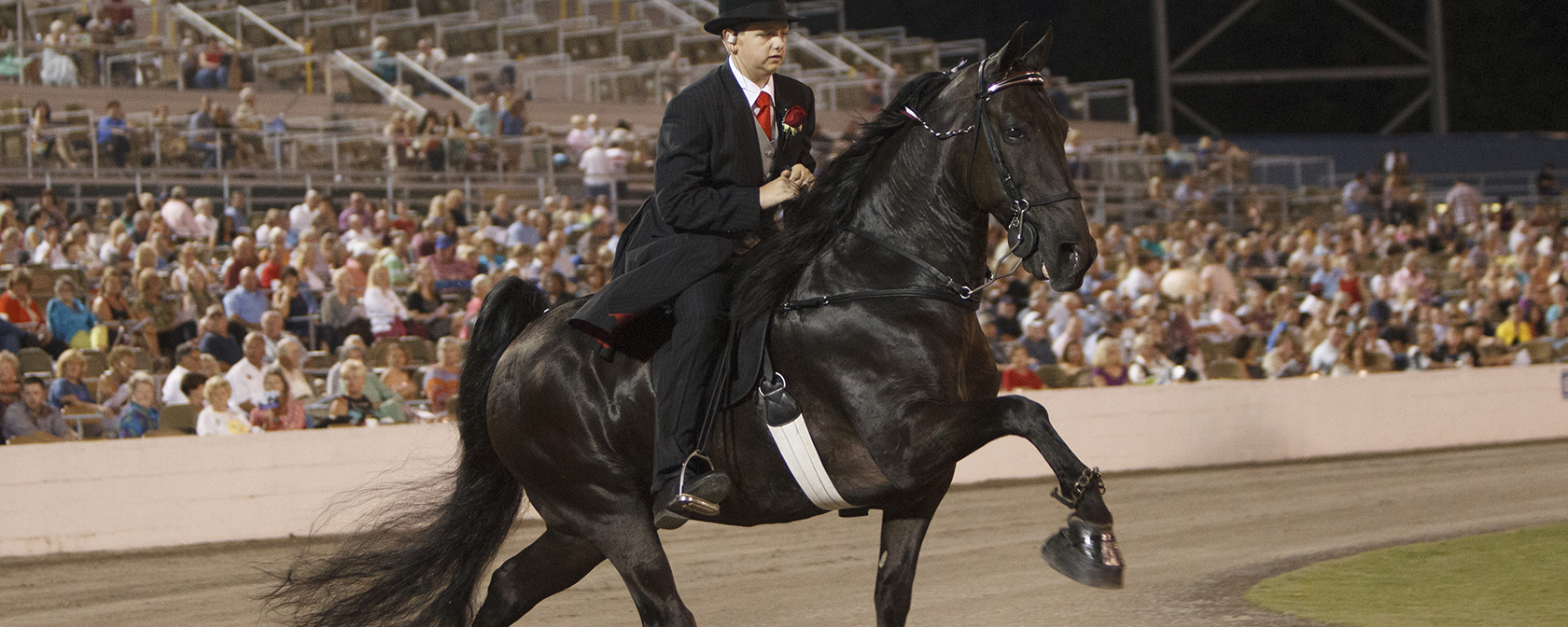 Tennessee walking horse doing the 'big lick' gait in a showring