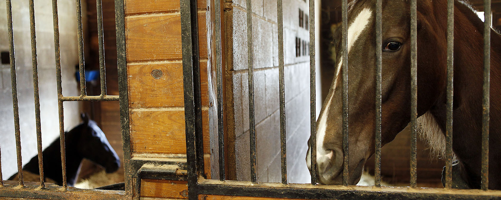 A pair of horses wait in their stables during an animal cruelty investigation