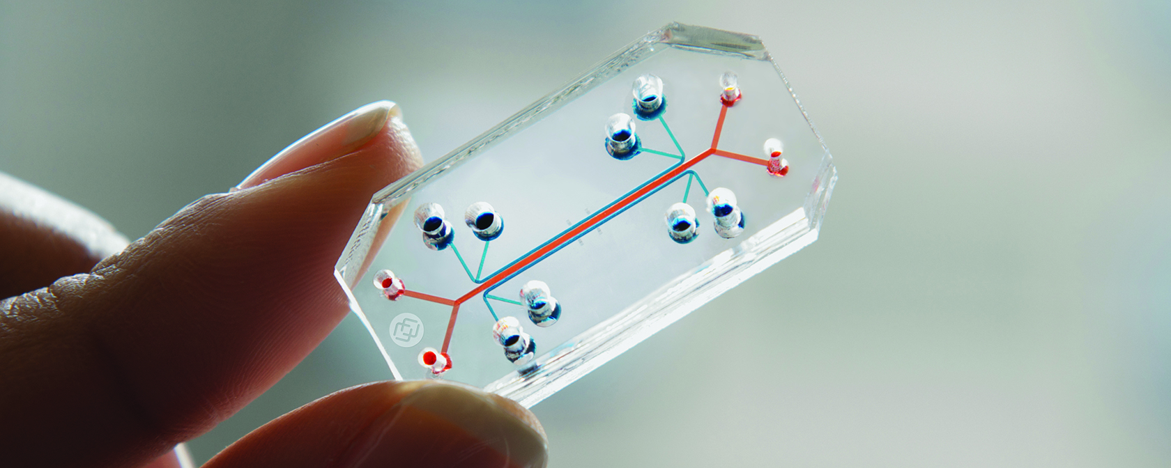 Non-animal alternatives to animal experiments