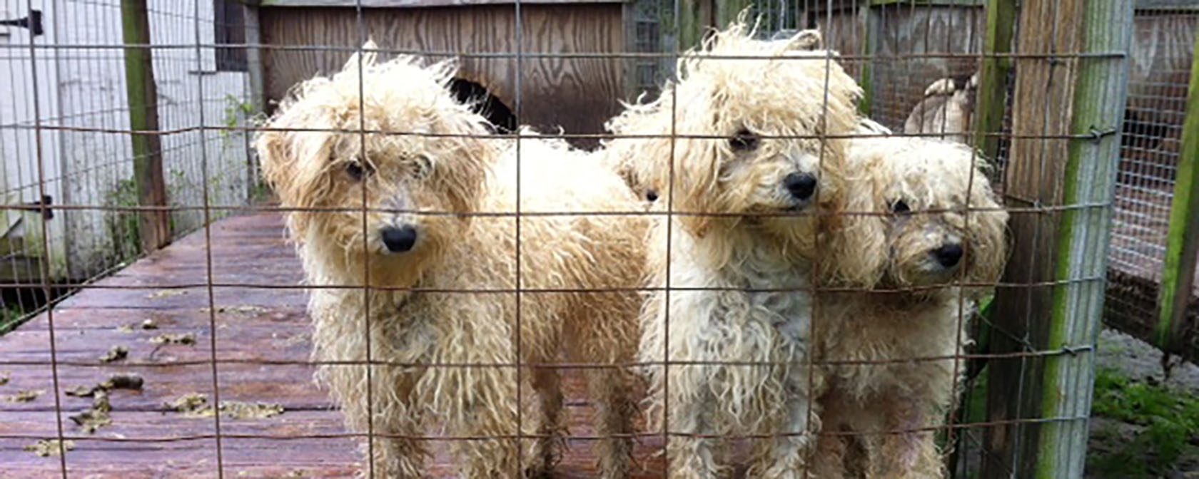 three dirty white puppies in a filthy cage at a puppy mill