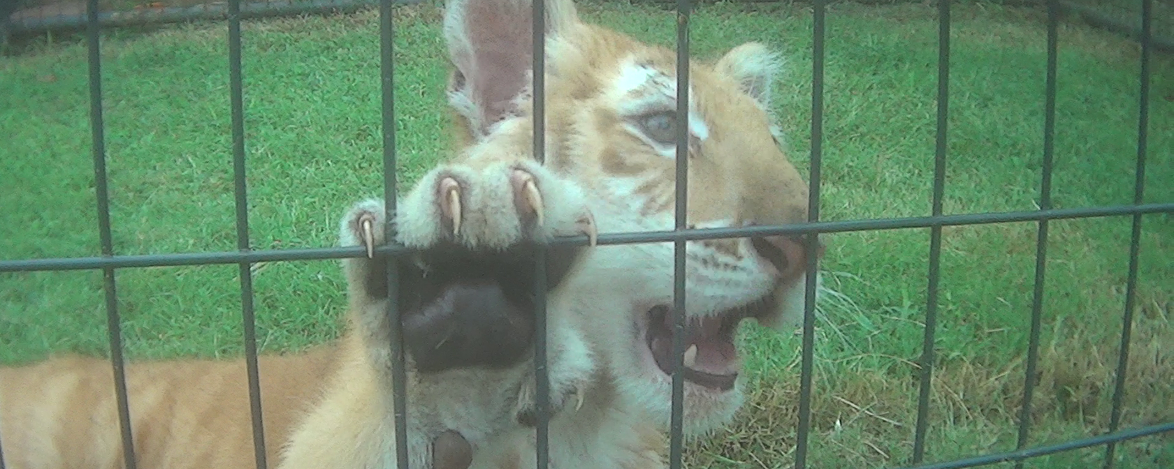 tiger cub from Tiger Safari in Oklahoma